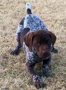 German Shorthaired Pointer