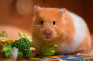 Hamster and its diet
