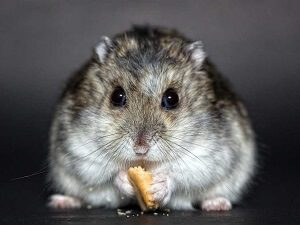 Hamster Eating Bread