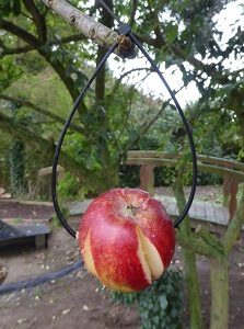 Hanging apples in a different way