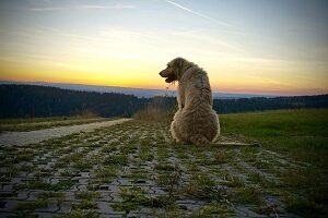 Irish Wolfhound Fur