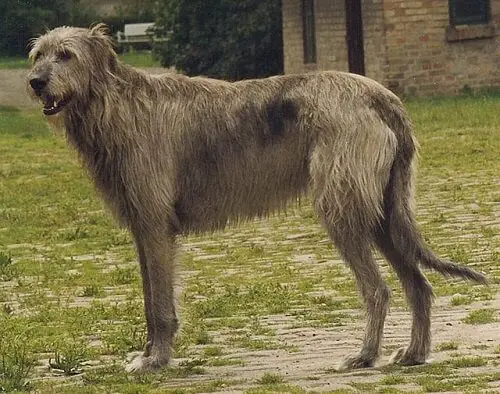 Irish Wolfhound