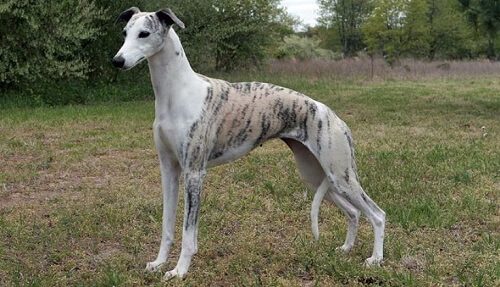 Whippet