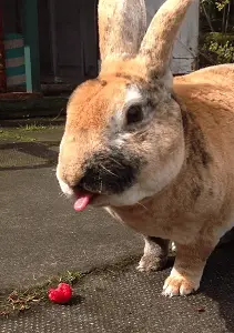 A Rabbit and a Raspberry