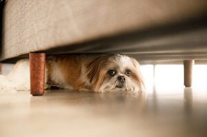 Dog Afraid Under The Bed