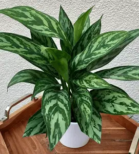 Aglaonema Bad for Cats