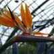 Are birds of Paradise Toxic To Cats