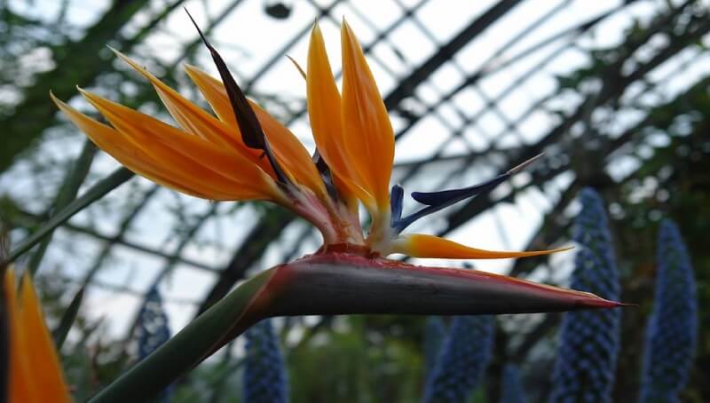 Are birds of Paradise Toxic To Cats