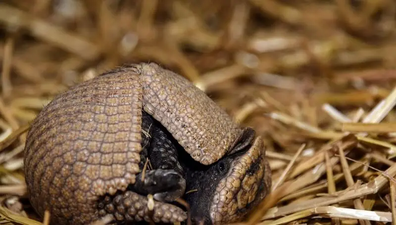 Baby Armadillo