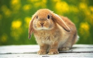 Baby Rabbit