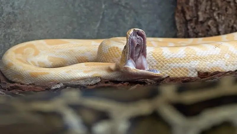 Ball Python Teeth