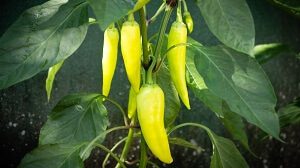 Banana Peppers in the Garden