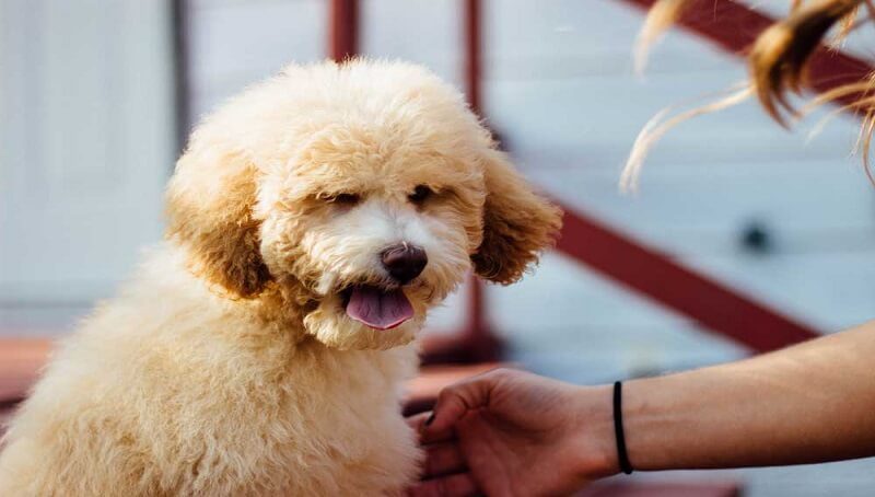 Do Poodles Bark? 2 Barking Poodle