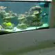 Bathroom Fish Tank