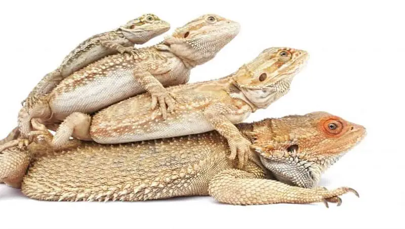 Bearded Dragon Age Based on Size