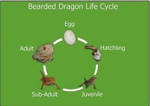Bearded Dragon Life Cycle