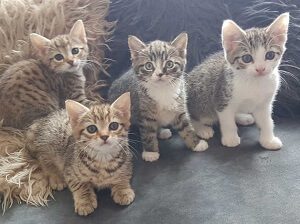 Bengal Mix Litter