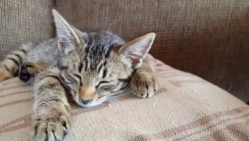 The Bengal Tabby Mix - General Information 2 Bengal Tabby Mix Traits