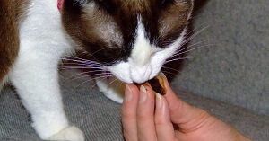 Feeding a cat chocolate