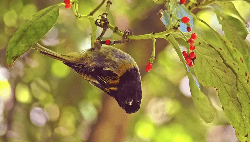 Can a Bird Get High? And How Can You Help? 3 Can Birds Get High