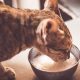 Can Cats Drink Almond Milk