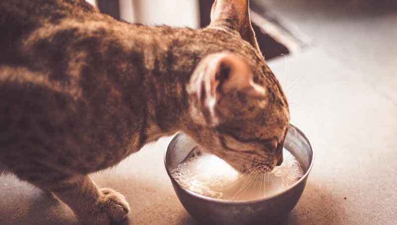 Can Cats Drink Almond Milk