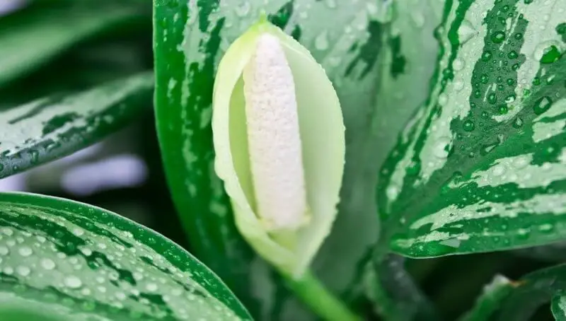 Can Cats Eat Chinese Evergreen