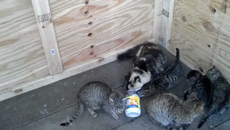 Can Cats Eat Mayo? Is It Safe? 4 Can Cats Eat Mayo