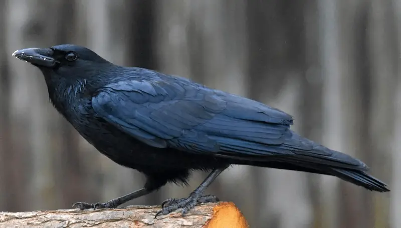 Can Crows Talk? - Article and Clip of Talking Crow 4 Can Crows Talk