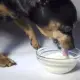 Can Dogs Drink Milk
