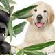 Can Dogs Eat Black Olives
