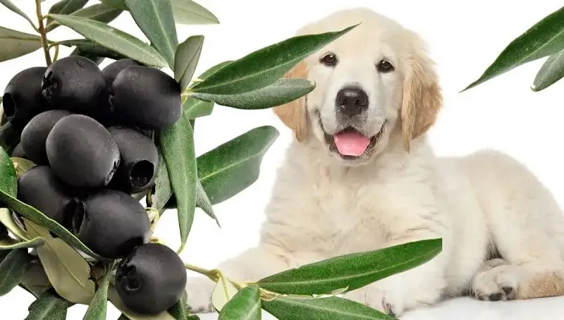 Can Dogs Eat Black Olives