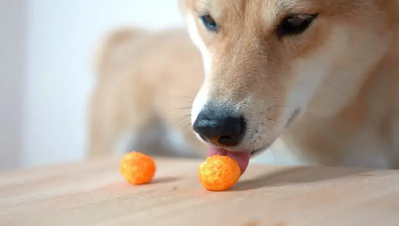 Can Dogs Eat Cheese Puffs