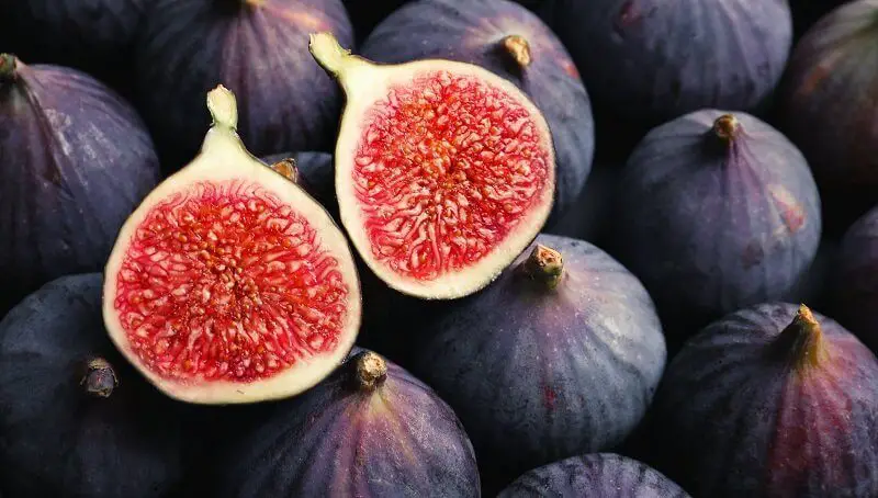Can Dogs Eat Figs and Fig Newtons? 3 Can Dogs Eat Figs