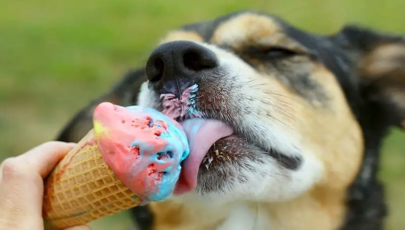 Can Dogs Eat Ice Cream