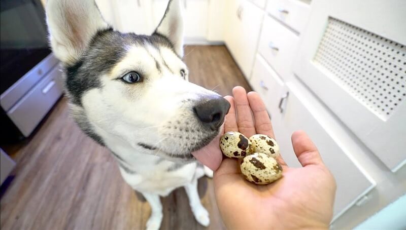 Can Dogs Eat Quail Eggs