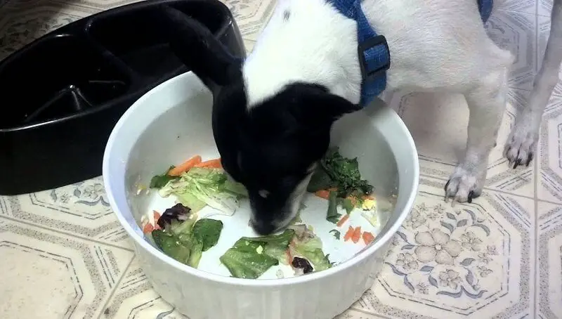 Can Dogs Eat Salad Greens