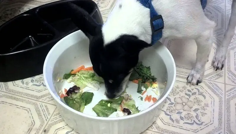 Can Dogs Eat Salad Greens Like Green Mix? 2 Can Dogs Eat Salad Greens