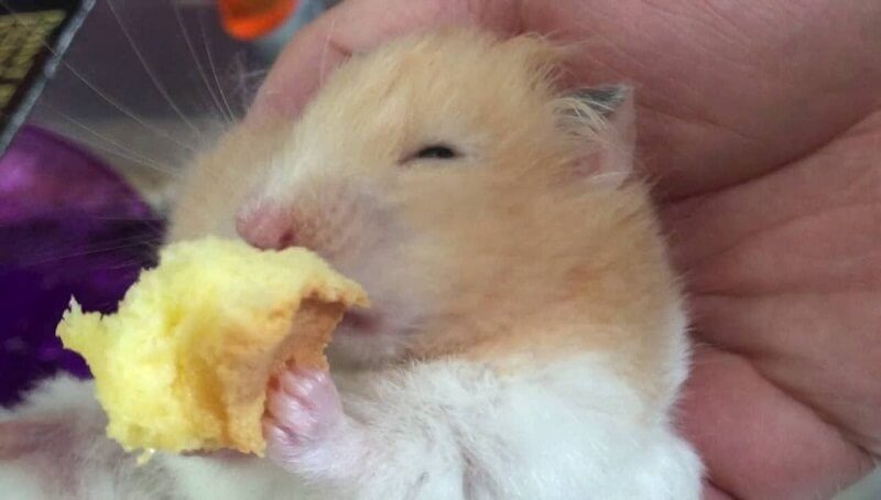 Can Hamsters Eat Bread?