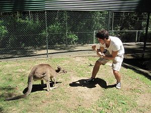 Kangaroo and human in Australia