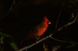 Cardinal at Night