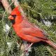Cardinal Bird Sleeping