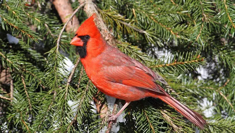 Cardinal Bird Sleeping