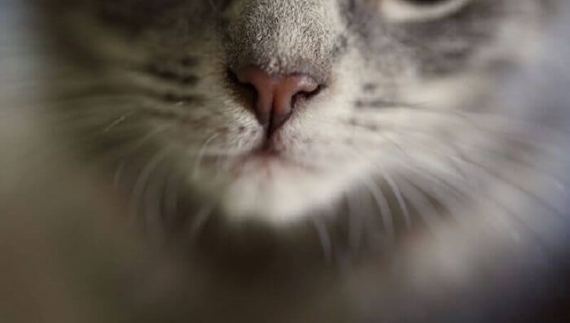 Why Does My Cat Have Black Boogers? 4 Cat Black Boogers