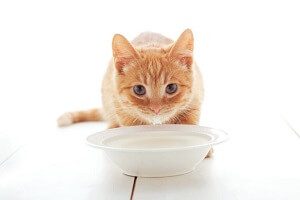 Cat Drinking Milk From Bowl