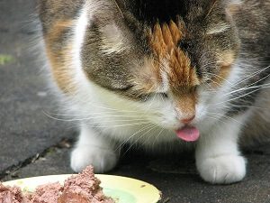 Cat Eating Chicken Liver