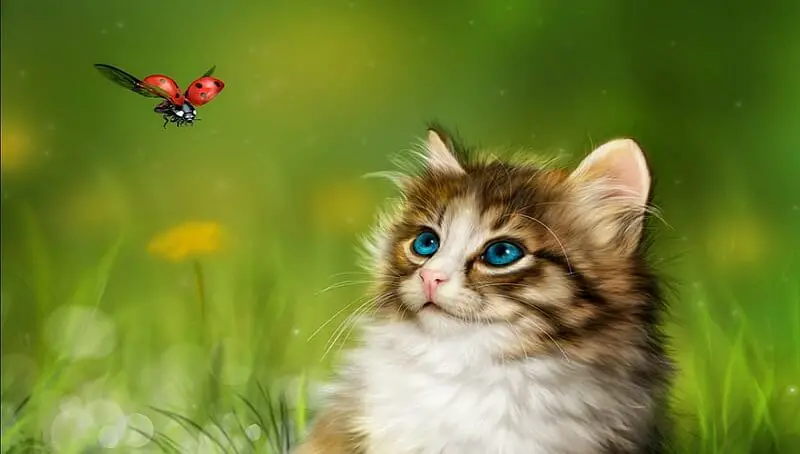 Cat Eating Ladybug