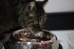 Cat Eating Prescription Food