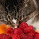 Cat Eating Raspberries