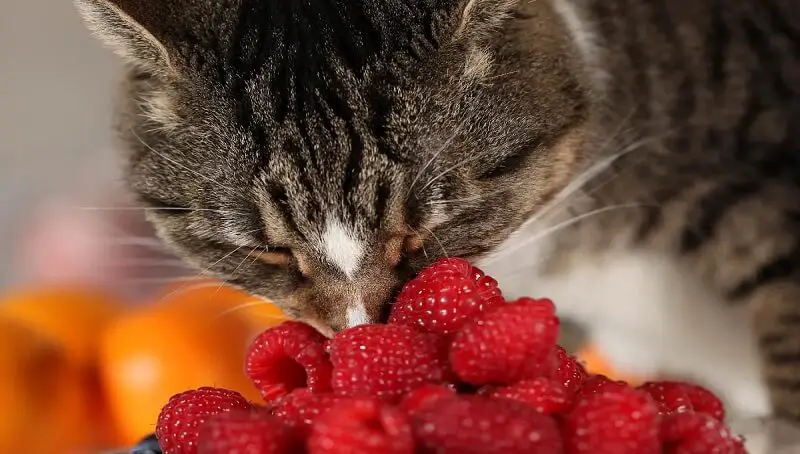 Cat Eating Raspberries